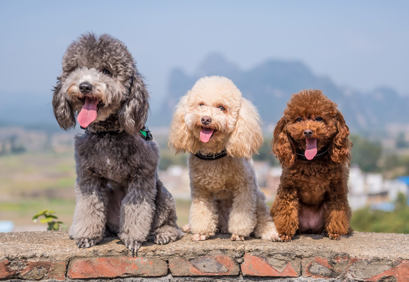 Top 30 các loại chó cảnh đẹp được nuôi nhiều ở Việt Nam 2024