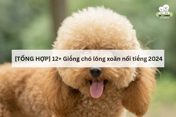 [TỔNG HỢP] 12+ Giống chó lông xoăn nổi tiếng 2024