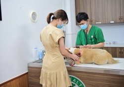 50+ Phòng khám thú y tại Hà Nội được các Sen đánh giá cao